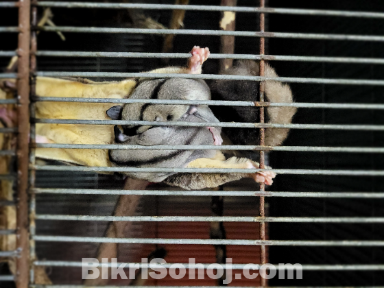 Sugar Glider  Tame Size Pair